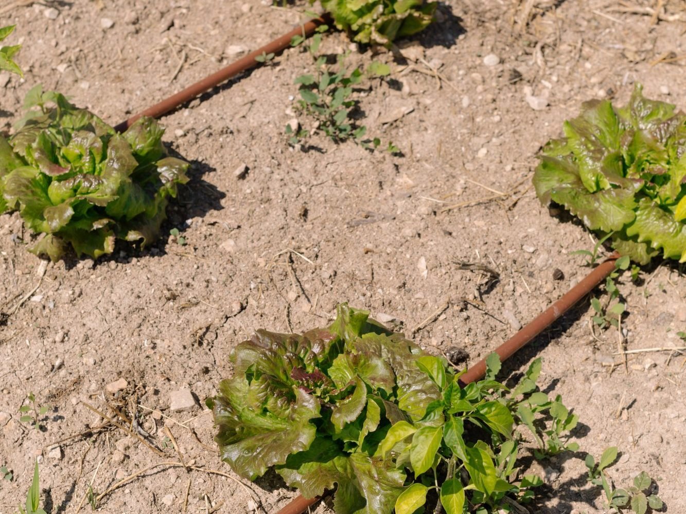 El arte de la agricultura regenerativa